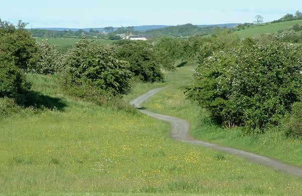 Point 6. View along the line from Springside: warblers, Tree Sparrow, Linnet, Oystercather. (Knockentiber-Springside disused railway line)  Fraser Simpson