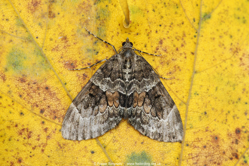 Spruce Carpet (Thera britannica) © Fraser Simpson