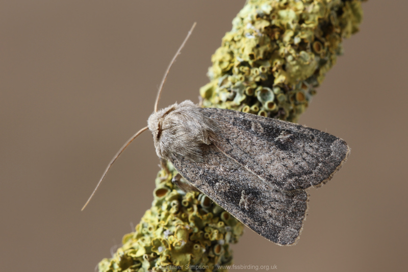 Square-spot Rustic (Xestia xanthographa) � Fraser Simpson
