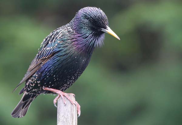 Starling in the garden, Kilmarnock  2005  F. S. Simpson