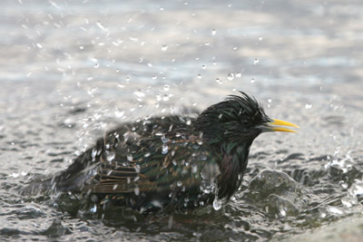 Starling  2005  F. S. Simpson