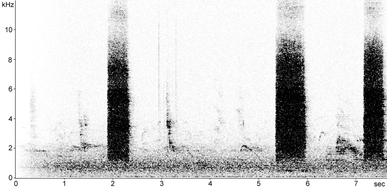 Sonogram of Starling alarm calls