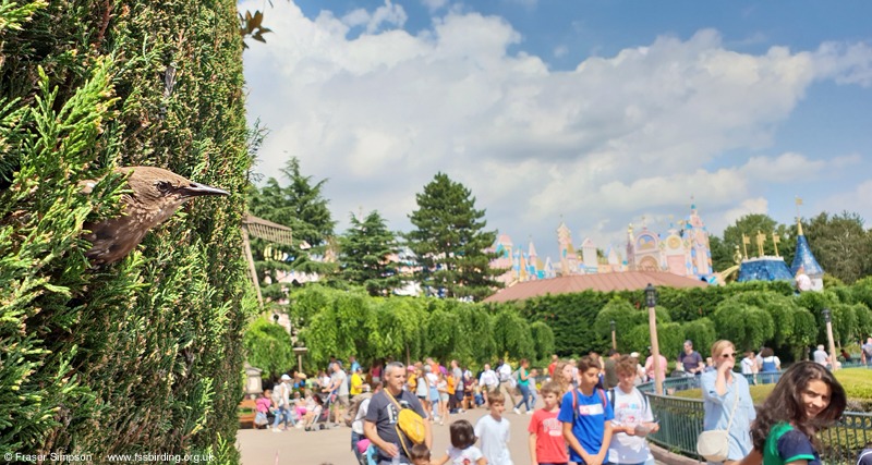 European Starling, Disneyland Paris � Fraser Simpson