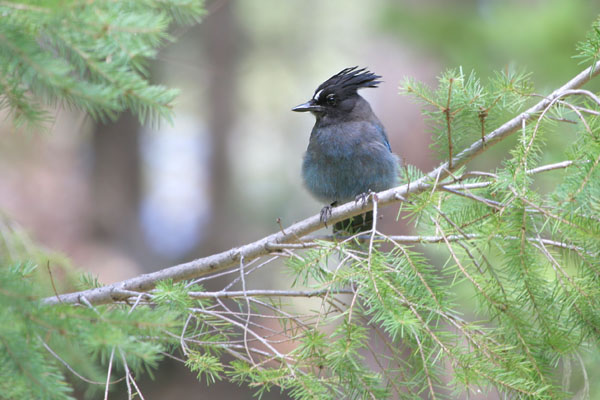 Steller's Jay �2006 Fraser Simpson