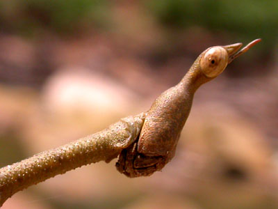 Stick Insect