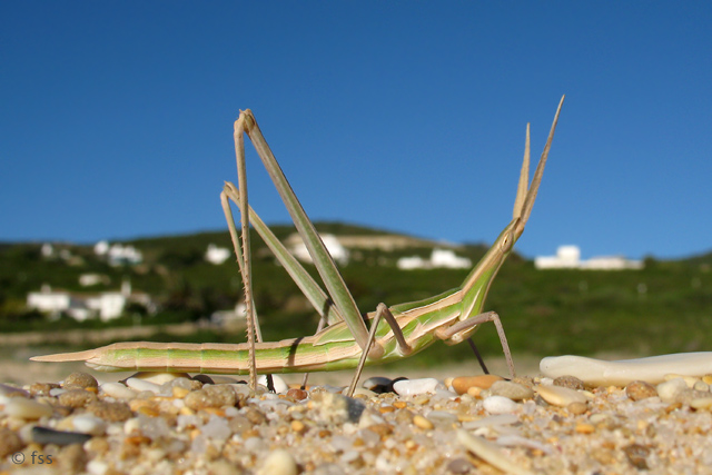 Nosey Cone-headed Grasshopper (Truxalis nasuta) � 2008 Fraser Simpson