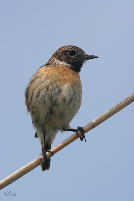 Stonechat at Troon  2005  F. S. Simpson