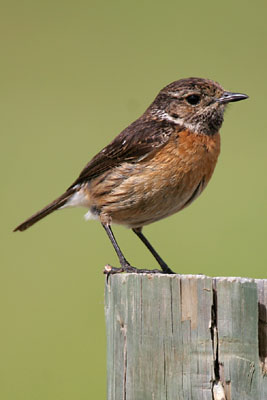 Stonechat (female) �2006 Fraser Simpson