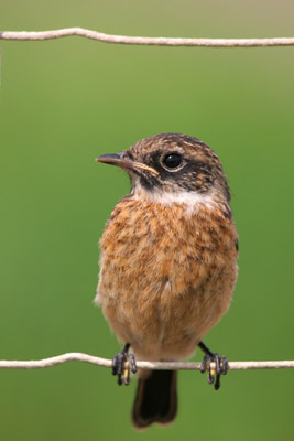 Stonechat (juvenile) �2006 Fraser Simpson