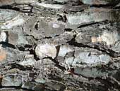 Stone Pine Trunk, Spain