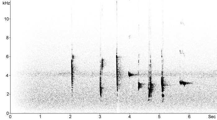 Sonogram of Streaked Fantail song