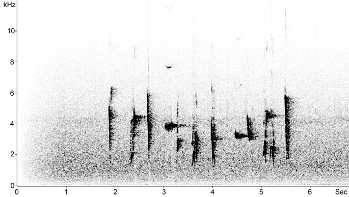 Sonogram of Streaked Fantail song