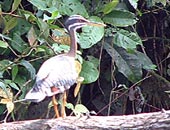 Sunbittern