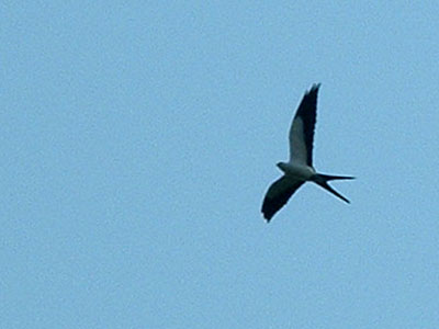 Inca Tern