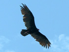Turkey Vulture