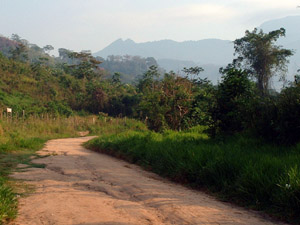 Secondary Forest & Scrub, Tarapoto