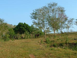 Grazed Slopes, Tarapoto