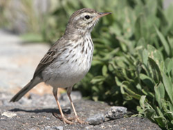 Berthelot's Pipit (Anthus berthelotii) 