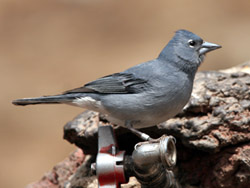 Blue Chaffinch (Fringilla teydea) 