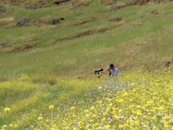 Rock Sparrow habitat at Teno Alto