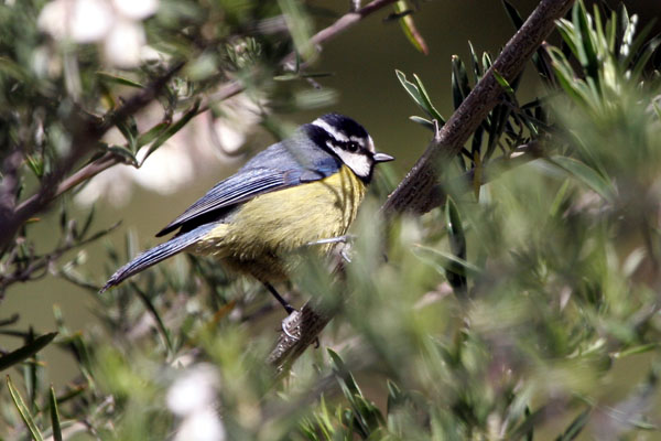 Tenerife Blue Tit  Parus caeruleus teneriffae �2006 Fraser Simpson