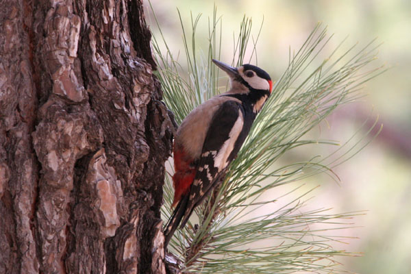 Great Spotted Woodpecker  Dendrocopos major canariensis �2006 Fraser Simpson