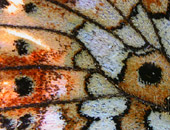 Fritillary Wing Detail, Scotland