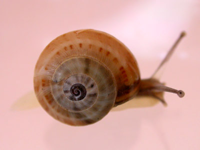 Theba pisana � 2007 Fraser Simpson