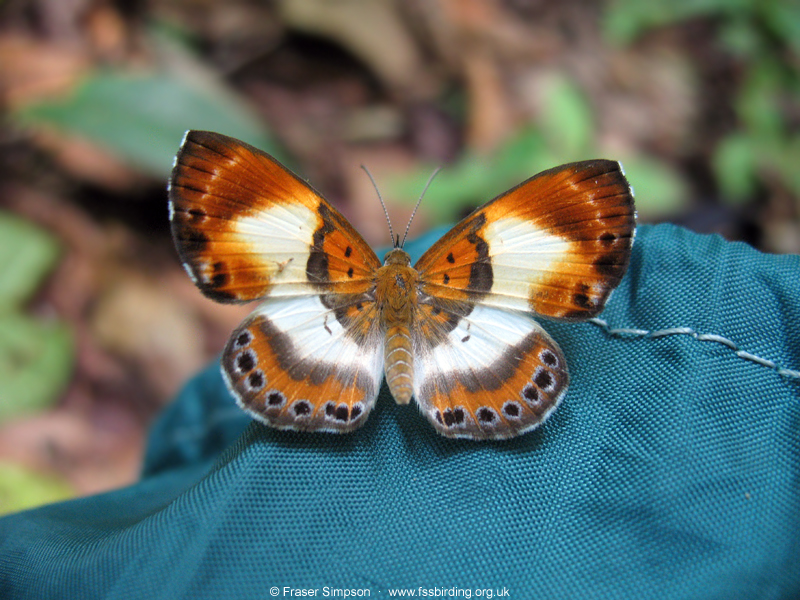 Thenpea penthea, Tarapoto, Peru, Sep 2009 � Fraser Simpson