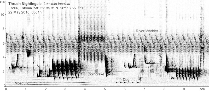Sonogram of Thrush Nightingale song