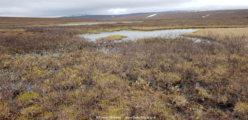 T�rrvann � Fraser Simpson