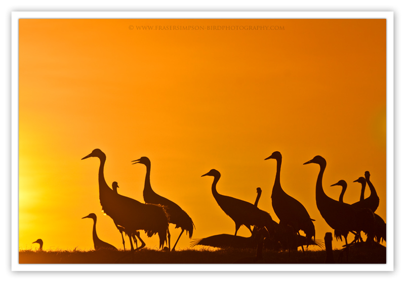 Eurasian Crane photography � Fraser Simpson 2010