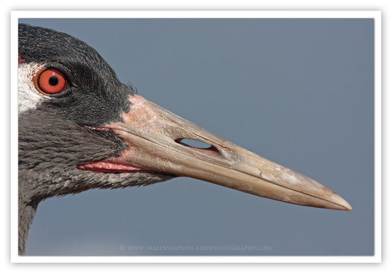 Eurasian Crane photography � Fraser Simpson 2010