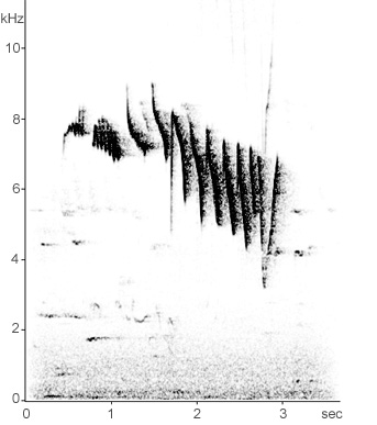 Sonogram of Treecreeper song