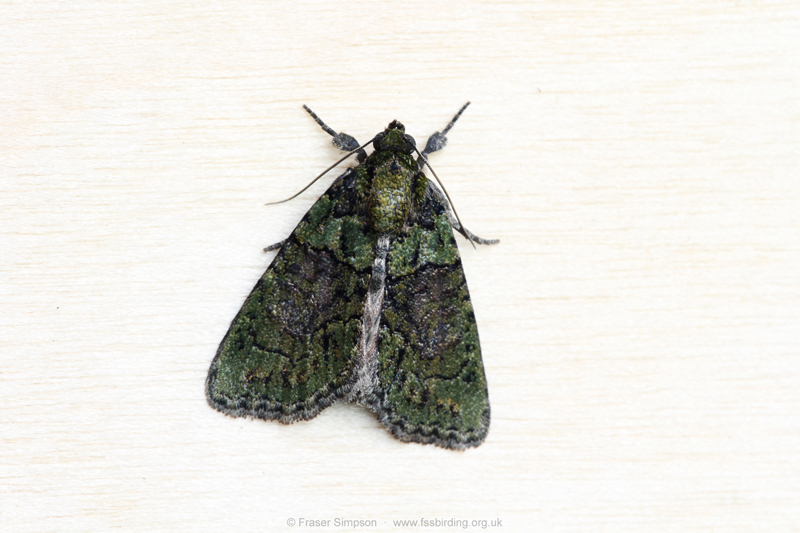 Tree-lichen Beauty (Chryphia algae) � Fraser Simpson