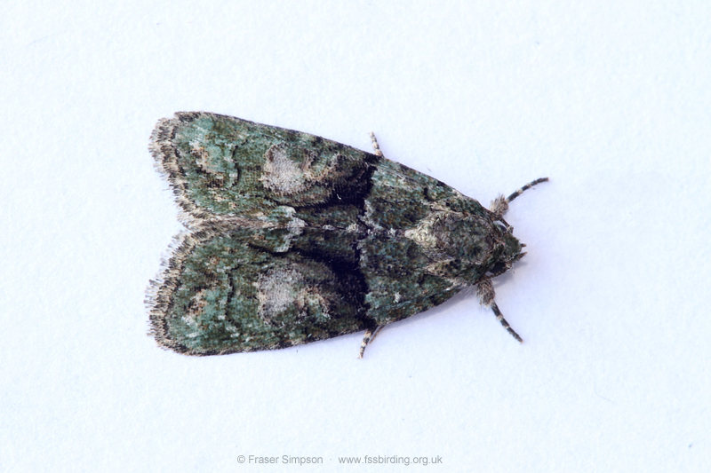 Tree-lichen Beauty (Chryphia algae) � Fraser Simpson