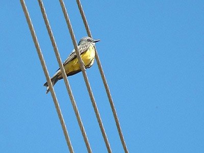 Tropical Kingbird