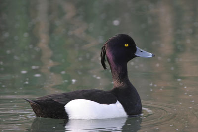Tufted Duck � 2005  F. S. Simpson