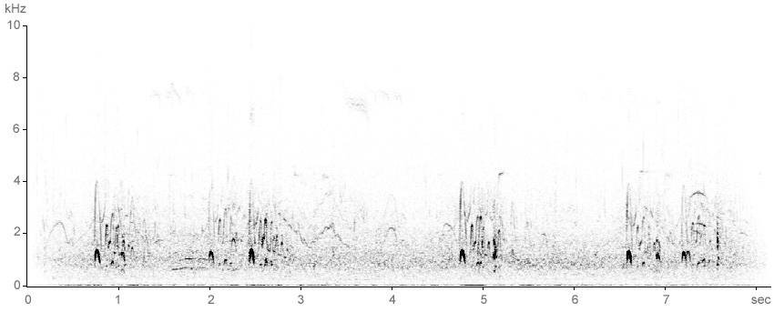 Sonogram of Cormorant breeding calls