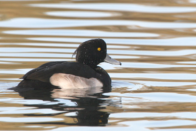 Tufted Duck (male) �2005 Fraser Simpson