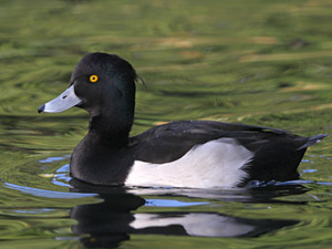 Tufted Duck (Aythya fuligula)