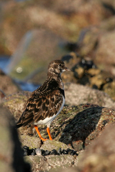 Turnstone 2005 Fraser Simpson