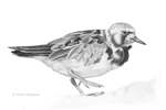 Ruddy Turnstone sketch � Fraser Simpson