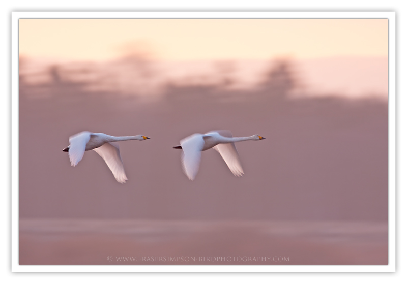 Whooper Swan photography � Fraser Simpson 2010