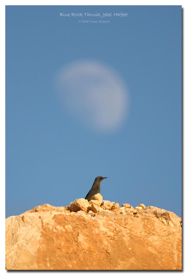 Blue Rock Thrush, Jebel Hafeet  Fraser Simpson