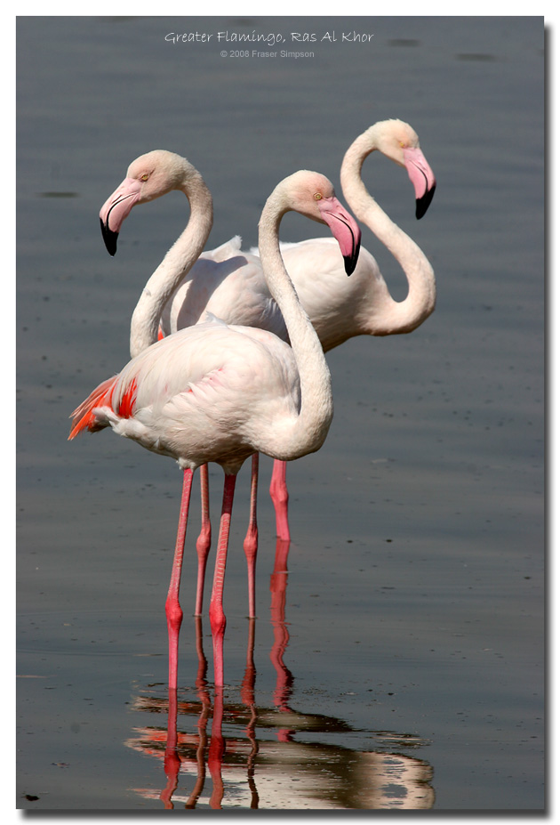 Greater Flamingos, Ras al Khor, Dubai  Fraser Simpson
