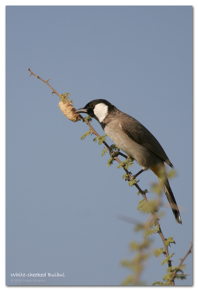 White-cheeked Bulbul, Green Mubazzarah  Fraser Simpson
