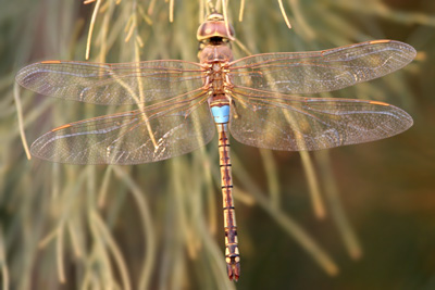 Vagrant Emperor � 2007  Fraser Simpson