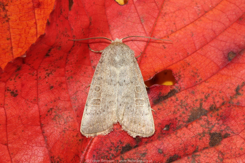 Vine's Rustic (Hoplodrina ambigua) © Fraser Simpson