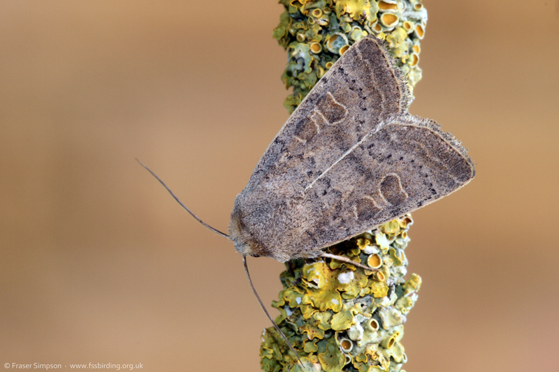 Vine's Rustic (Hoplodrina ambigua) � Fraser Simpson